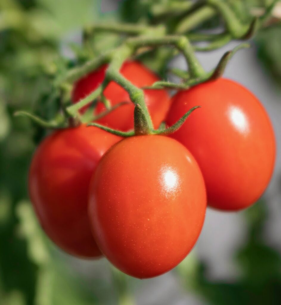 Close-up of ripe, red grape tomatoes on a green vine.